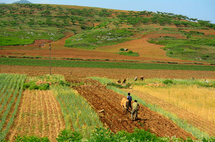 Por qué sabemos tan poco de la situación alimentaria en Corea del Norte